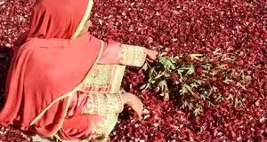 نخستین جشنواره چای ترش در دلگان برگزار شد