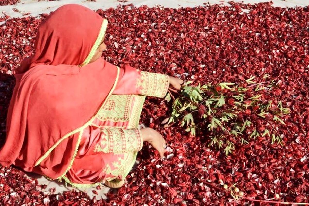 نخستین جشنواره چای ترش در دلگان برگزار شد