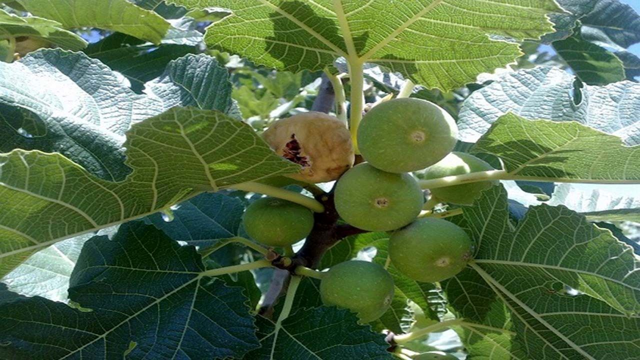 کاهش ۷۰ درصدی محصول انجیر شهر نی‌ریز بدلیل گرما و خشکسالی
