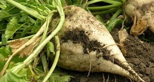 پیش‌بینی تولید ۲.۶ میلیون تن چغندر قند پاییزه در سال زراعی جاری