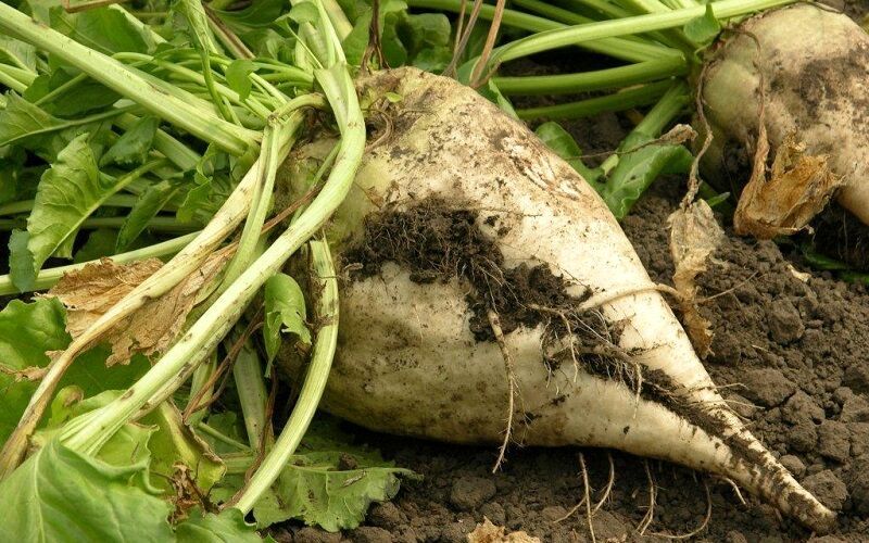 پیش‌بینی تولید ۲.۶ میلیون تن چغندر قند پاییزه در سال زراعی جاری