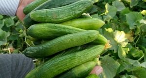 آغاز برداشت خیار در باشت