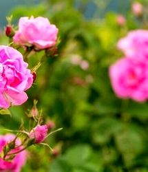 کشت گل محمدی در ۳۶۰ هکتار از زمین‌های استان چهارمحال و بختیاری