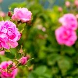 برداشت هزار و ۵۰۰ تن گل محمدی از باغات استان یزد