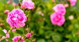 تولید بیش از هزار تن گل محمدی به ارزش ۷۹۱ میلیارد ریال در خمین