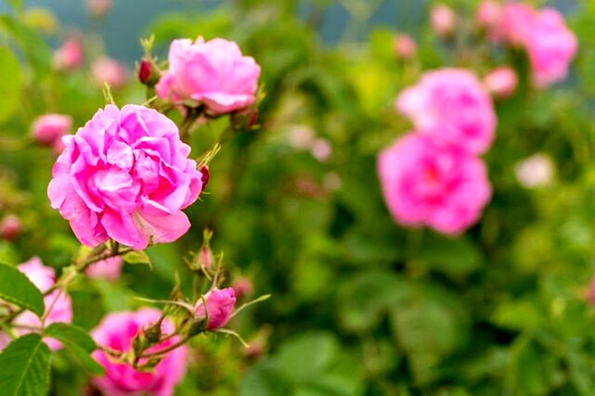 برداشت هزار و ۵۰۰ تن گل محمدی از باغات استان یزد
