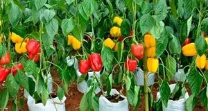پیش‌بینی برداشت ۴۰ هزار تن فلفل دلمه‌ای در رودان استان هرمزگان