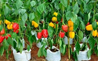 پیش‌بینی برداشت ۴۰ هزار تن فلفل دلمه‌ای در رودان استان هرمزگان