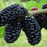 برداشت شاتوت در کاشان آغاز شد