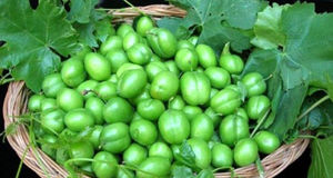 آغاز برداشت گوجه سبز گلخانه‌ای در شهریار