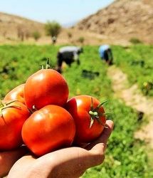 پیش بینی برداشت ۲۰ هزار تن گوجه فرنگی در کوهسرخ