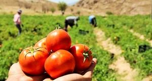 پیش بینی برداشت ۲۰ هزار تن گوجه فرنگی در کوهسرخ