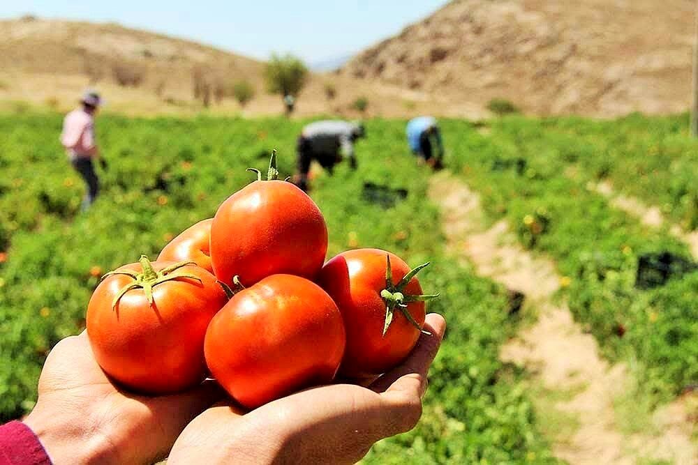 پیش بینی برداشت ۲۰ هزار تن گوجه فرنگی در کوهسرخ
