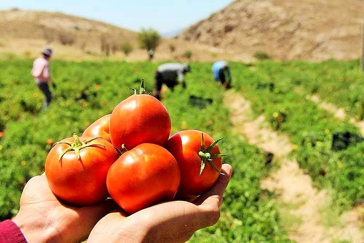 پیش بینی برداشت ۲۰ هزار تن گوجه فرنگی در کوهسرخ