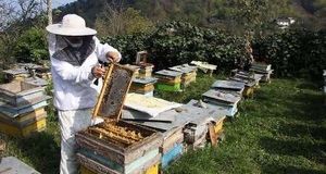 زنبورداری و تولید عسل در سراوان رونق گرفته است
