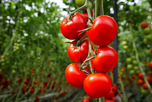 پیش‌بینی رشد تولید محصولات گلخانه‌ای به حدود ۱۵۴ هزار تن در استان سیستان و بلوچستان