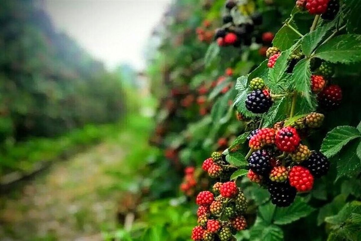 جشنواره ملی تمشک جنگلی و گیاهان دارویی در نکا برگزار می‌شود