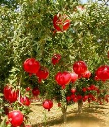 برداشت نزدیک به ۶ هزار تن انار در استان سیستان و بلوچستان