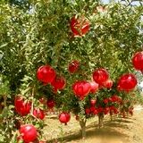 برداشت نزدیک به ۶ هزار تن انار در استان سیستان و بلوچستان