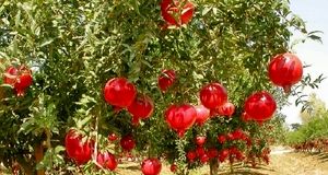 برداشت نزدیک به ۶ هزار تن انار در استان سیستان و بلوچستان