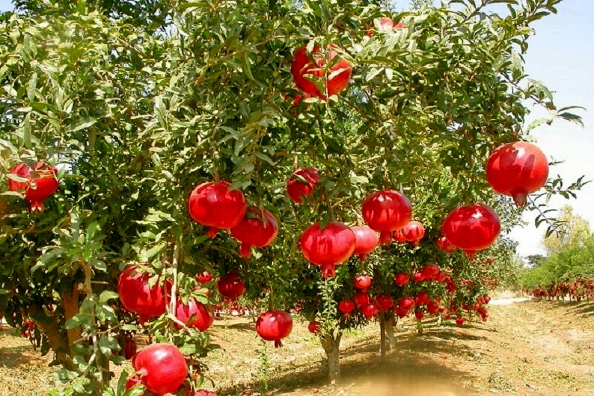 برداشت نزدیک به ۶ هزار تن انار در استان سیستان و بلوچستان