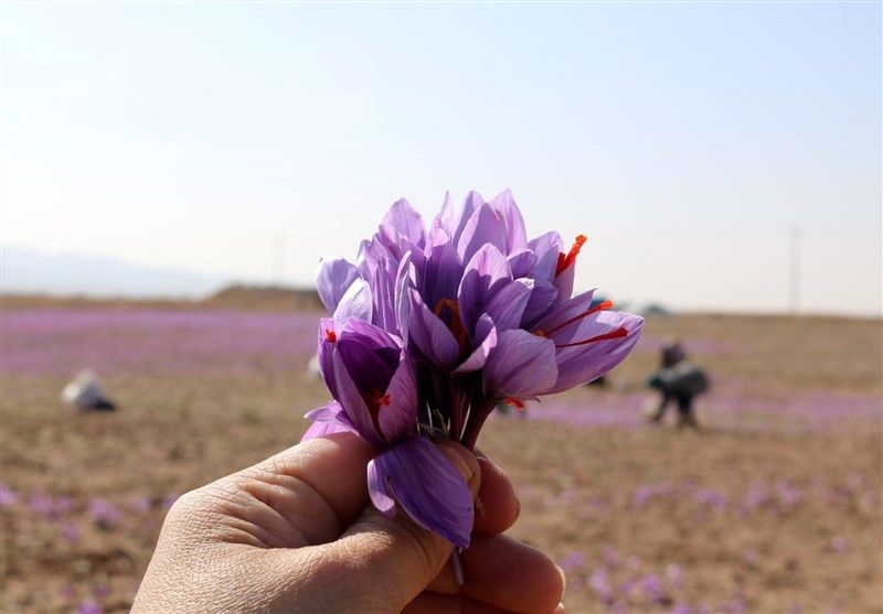 آغاز هفتمین همایش ملی زعفران در بیرجند