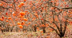 هزار و ۷۰۰ تن خرمالو در استهبان برداشت خواهدشد