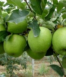 کاهش ۸ درصدی تولید سیب در کشور