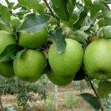 کاهش ۸ درصدی تولید سیب در کشور