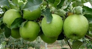 درآمدزایی ۴ میلیارد دلاری صادرات محصولات باغی