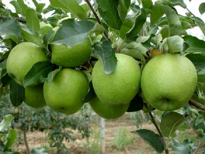 درآمدزایی ۴ میلیارد دلاری صادرات محصولات باغی