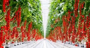 آغاز عملیات اجرایی ساخت بزرگترین گلخانه شیشه‌ای هیدروپونیک شرق کشور
