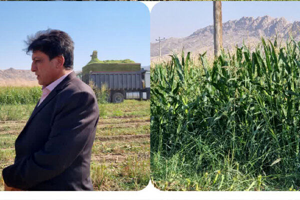 پیش‌بینی تولید ۱۸۰ هزار تن ذرت علوفه‌ای در شهرستان گیلانغرب