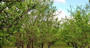 بیشترین کشت بادام در کشور در استان فارس است