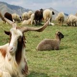 آغاز برنامه فروش و توزیع دام‌های «اصلاح نژادی» پربازده حاوی ژن دو قلوزایی در استان خراسان رضوی