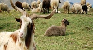 آغاز برنامه فروش و توزیع دام‌های «اصلاح نژادی» پربازده حاوی ژن دو قلوزایی در استان خراسان رضوی