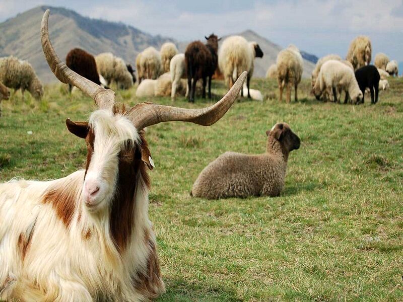 آغاز برنامه فروش و توزیع دام‌های «اصلاح نژادی» پربازده حاوی ژن دو قلوزایی در استان خراسان رضوی