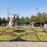 ارومیه از فردا میزبان هشتمین جشنواره انگور