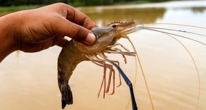 یک باکتری مانع افزایش تولید میگو در کشور