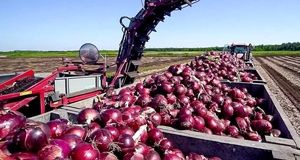 کاهش بیش از ۲.۵ برابری سطح زیر کشت پیاز در ده سال اخیر در رشتخوار