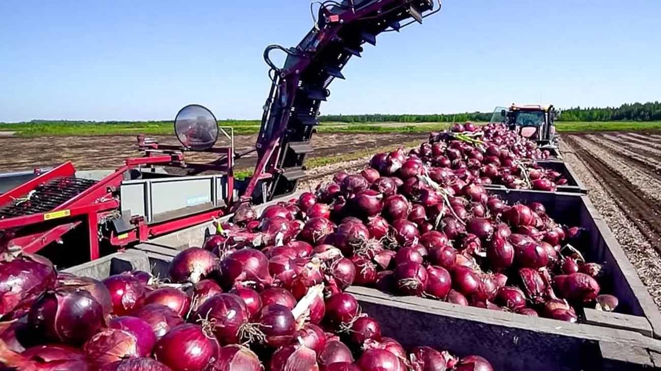 کاهش بیش از ۲.۵ برابری سطح زیر کشت پیاز در ده سال اخیر در رشتخوار