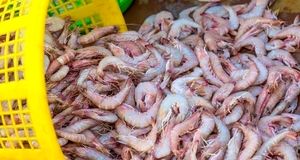 افزایش ۴۴ درصدی صید میگو در استان بوشهر