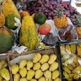 تولید سالانه ۲۹۷ هزار تن میوه‌های گرمسیری در استان سیستان و بلوچستان 