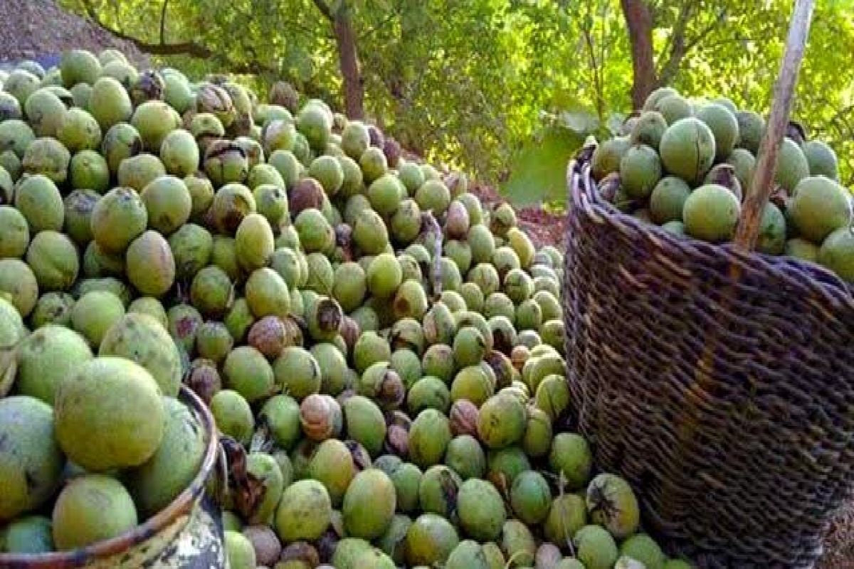 شهرستان بانه، میزبان نخستین جشنواره ملی گردو