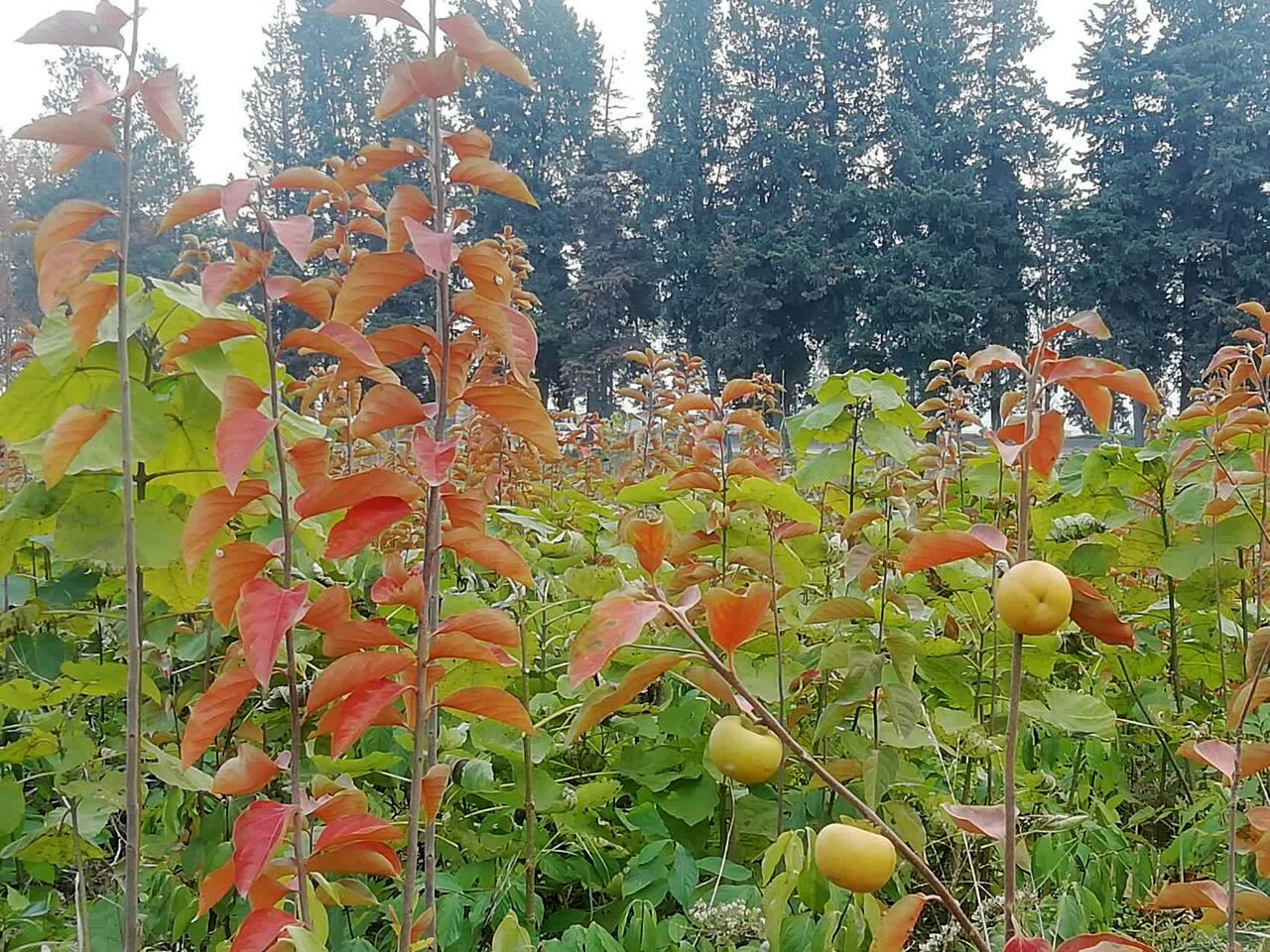 فعالیت ۱۸۳ نهالستان در کشور