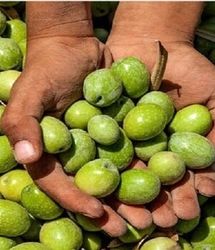 دومین جشنواره ی زیتون در روستای بهاءآباد برگزار خواهدشد