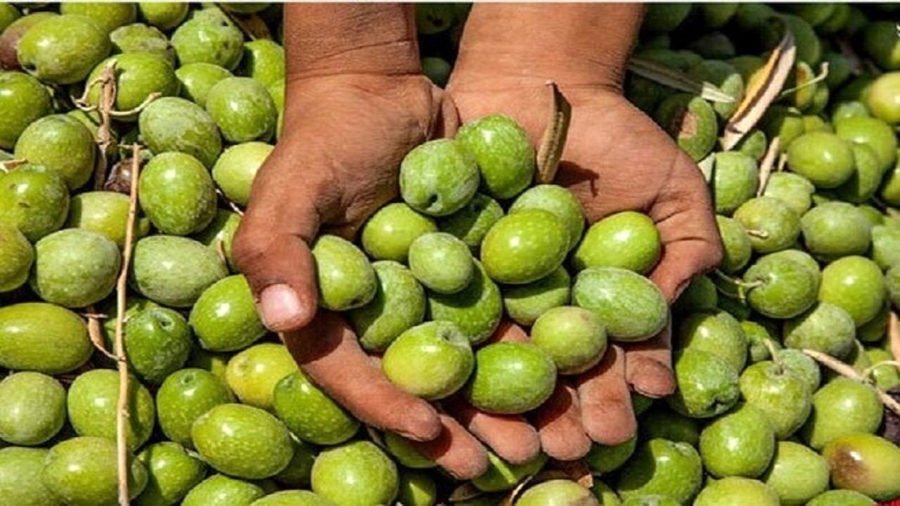 دومین جشنواره ی زیتون در روستای بهاءآباد برگزار خواهدشد