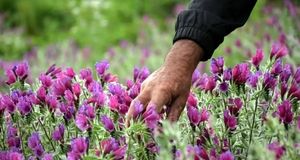 پیش بینی برداشت ۱۰ هزار تن گل محمدی در کاشان