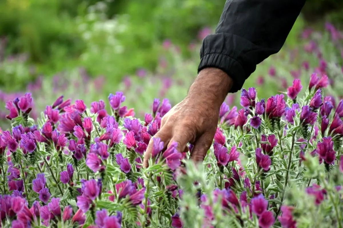 پیش بینی برداشت ۱۰ هزار تن گل محمدی در کاشان