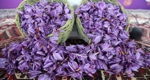 سومین جشنواره زعفران راویز برگزار شد